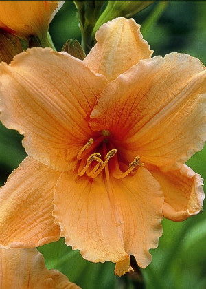 Liliowiec 'Krystyna' (Hemerocallis hybrida) sadzonka korzeniowa, pomarańczowe / w odcieniu pomarańczowym