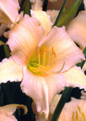 Liliowiec 'Luxury Lace' (Hemerocallis hybrida) sadzonka korzeniowa, różowe / w odcieniu różowym