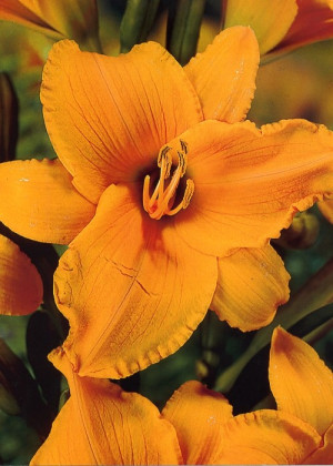 Liliowiec 'Magdalena' (Hemerocallis hybrida) sadzonka korzeniowa, pomarańczowe / w odcieniu pomarańczowym