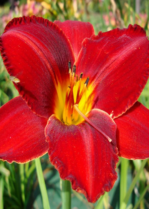 Liliowiec 'Maksymilian Kolbe' (Hemerocallis hybrida) sadzonka korzeniowa, czerwone / w odcieniu czerwonym