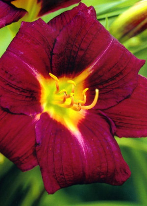 Liliowiec 'Mallard' (Hemerocallis hybrida) sadzonka korzeniowa, czerwone / w odcieniu czerwonym