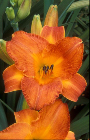 Liliowiec 'Mauna Loa' (Hemerocallis hybrida) sadzonka korzeniowa, pomarańczowe / w odcieniu pomarańczowym
