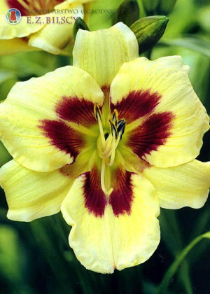 Liliowiec 'Moonlit Masquerade' (Hemerocallis hybrida) sadzonka korzeniowa, żółte / w odcieniu żółtym, kwiaty dwubarwne, brązowe / w odcieniu brązowym