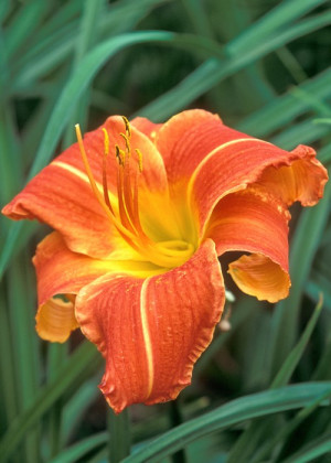 Liliowiec 'Royal Raga' (Hemerocallis hybrida) sadzonka korzeniowa, pomarańczowe / w odcieniu pomarańczowym