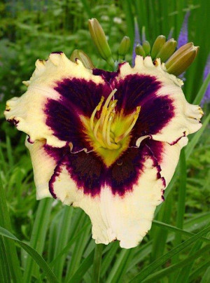 Liliowiec 'Sabine Baur' (Hemerocallis hybrida) sadzonka korzeniowa, kwiaty dwubarwne