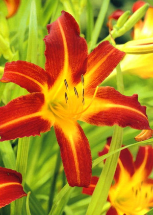 Liliowiec 'Sammy Russel' (Hemerocallis hybrida) pojemnik P11 (doniczka 11X11X12cm); 1 szt., czerwone / w odcieniu czerwonym, kwiaty dwubarwne