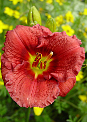 Liliowiec 'Siloam Grace Stamile' (Hemerocallis hybrida) sadzonka korzeniowa, czerwone / w odcieniu czerwonym