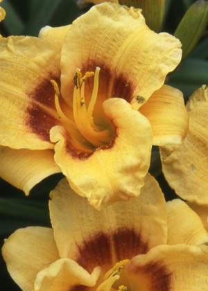 Liliowiec 'Siloam Tiny Mite' (Hemerocallis hybrida) sadzonka korzeniowa,
