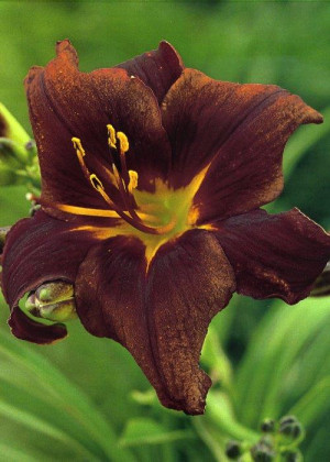 Liliowiec 'Starling' (Hemerocallis hybrida) pojemnik C2 (doniczka okrągła 2 litrowa), czarne / bardzo ciemne