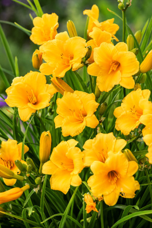 Liliowiec 'Stella de Oro' (Hemerocallis hybrida) pojemnik P9 (doniczka 9x9x10cm), żółte / w odcieniu żółtym
