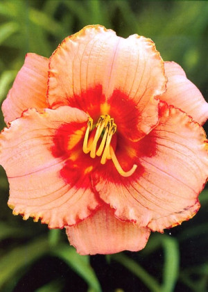 Liliowiec 'Strawberry Candy' (Hemerocallis hybrida) sadzonka korzeniowa, różowe / w odcieniu różowym, kwiaty dwubarwne