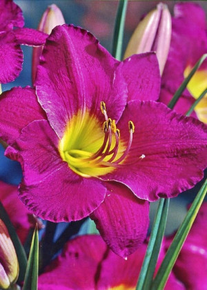 Liliowiec 'Summer Wine' (Hemerocallis hybrida) pojemnik C2 (doniczka okrągła 2 litry), fioletowe / w odcieniu fioletowym