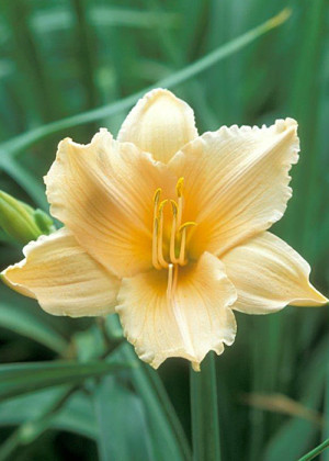 Liliowiec 'Toyland' (Hemerocallis hybrida) sadzonka korzeniowa, żółte / w odcieniu żółtym