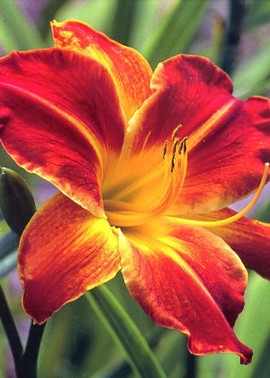 Liliowiec 'White Edge Madonna' (Hemerocallis hybrida) sadzonka korzeniowa, czerwone / w odcieniu czerwonym, kwiaty dwubarwne