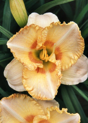 Liliowiec 'Wisest of Wizard' (Hemerocallis hybrida) pojemnik C2 (doniczka okrągła 2 litrowa), różowe / w odcieniu różowym