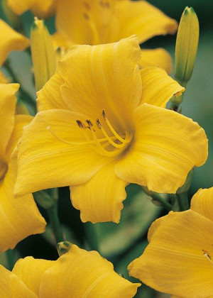 Liliowiec 'Yellow Lollipop' (Hemerocallis hybrida) sadzonka korzeniowa, żółte / w odcieniu żółtym