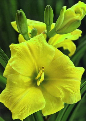 Liliowiec 'Bitsy' (Hemerocallis hybrida) sadzonka korzeniowa, żółte / w odcieniu żółtym