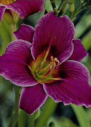 Liliowiec 'Little Missy' (Hemerocallis hybrida) sadzonka korzeniowa, fioletowe / w odcieniu fioletowym
