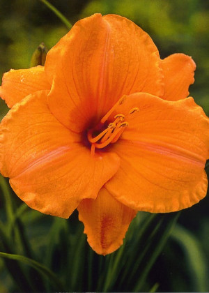 Liliowiec 'Pixie Parasol' (Hemerocallis hybrida) pojemnik P11 (doniczka 11X11X12cm); 1 szt., pomarańczowe / w odcieniu pomarańczowym
