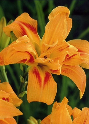 Liliowiec 'Three Tiers' (Hemerocallis hybrida) pojemnik C2 (doniczka okrągła 2 litry), pomarańczowe / w odcieniu pomarańczowym