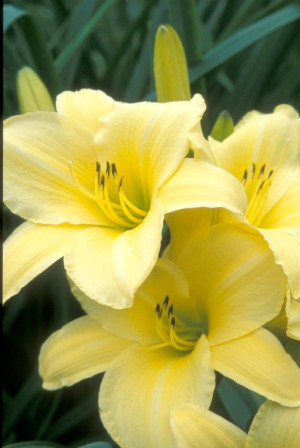 Liliowiec 'Agnieszka' (Hemerocallis hybrida) sadzonka korzeniowa, żółte / w odcieniu żółtym