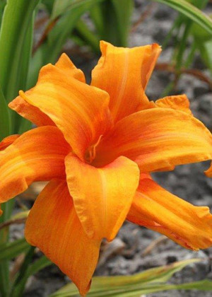 Liliowiec 'Bandolero' (Hemerocallis hybrida) sadzonka korzeniowa, pomarańczowe / w odcieniu pomarańczowym
