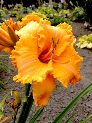 Liliowiec 'Colonel Mustard' (Hemerocallis hybrida) sadzonka korzeniowa, pomarańczowe / w odcieniu pomarańczowym