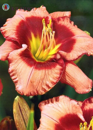 Liliowiec 'Dan Mahony' (Hemerocallis hybrida) sadzonka korzeniowa, różowe / w odcieniu różowym, czerwone / w odcieniu czerwonym, kwiaty dwubarwne
