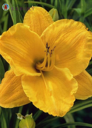 Liliowiec 'Dorota' (Hemerocallis hybrida) sadzonka korzeniowa, żółte / w odcieniu żółtym