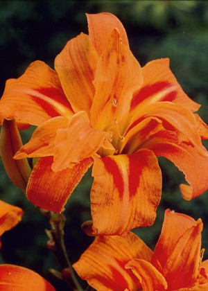 Liliowiec fulva 'Kwanso' (Hemerocallis hybrida) sadzonka korzeniowa, pomarańczowe / w odcieniu pomarańczowym