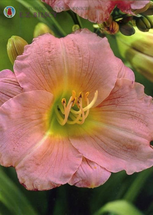 Liliowiec 'On and On' (Hemerocallis hybrida) sadzonka korzeniowa, różowe / w odcieniu różowym