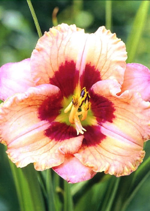 Liliowiec 'Orchid Candy' (Hemerocallis hybrida) sadzonka korzeniowa, różowe / w odcieniu różowym, kwiaty dwubarwne