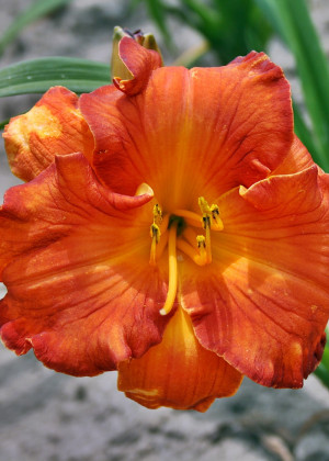 Liliowiec 'Wyoming Wildfire' (Hemerocallis hybrida) sadzonka korzeniowa, pomarańczowe / w odcieniu pomarańczowym