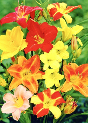 Liliowiec mix 10 szt. (Hemerocallis hybrida) sadzonka korzeniowa, mieszanka kolorów