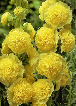Malwa pełna 'Chater's Double Yellow' (Alcea rosea) pojemnik C1 (doniczka okrągła 1 litr), żółte / w odcieniu żółtym