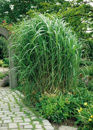 Miskant chiński Giganteus (Miscanthus sinensis) pojemnik C3 (doniczka okrągła 3 litry),