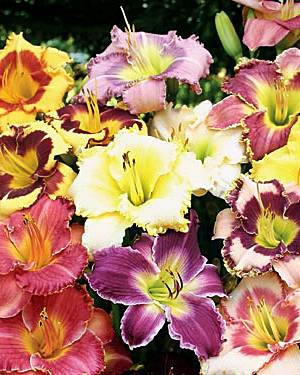 Liliowiec mix 50 szt. (Hemerocallis hybrida) sadzonka korzeniowa, mieszanka kolorów