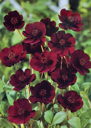 Nachyłek - Kosmos czekoladowy (Cosmos atrosanguineus) pojemnik P11 (doniczka 11X11X12cm); 1 szt., czarne / bardzo ciemne