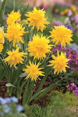 Narcyz pełny 'Rip van Wincle' (Narcissus) pojemnik P9 (doniczka 9x9x10cm) 1 cebula, żółte / w odcieniu żółtym