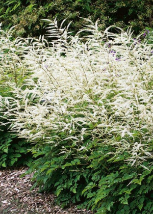 Parzydło blekotolistne (Aruncus aethusifolius) pojemnik P9 (doniczka 9x9x10cm), białe / w odcieniu białym