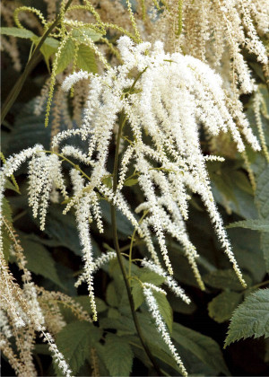 Parzydło leśne (Aruncus dioicus) pojemnik C2 (doniczka okrągła 2 litry), białe / w odcieniu białym