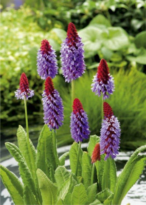Pierwiosnek Viala (Primula vialii) pojemnik C2 (doniczka okrągła 2 litrowa), różowe / w odcieniu różowym, kwiaty dwubarwne