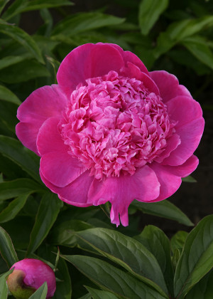Piwonia 'Barbara' (Paeonia lactiflora) sadzonka 3/5 oczek, różowe / w odcieniu różowym