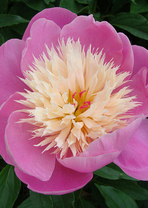 Piwonia 'Bowl of Beauty' (Paeonia lactiflora) sadzonka 2/3 oczka, różowe / w odcieniu różowym, kwiaty dwubarwne