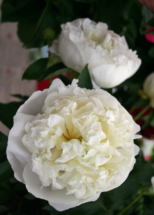 Piwonia 'Duchesse de Nemours' (Paeonia lactiflora) pojemnik P11 (doniczka 11X11X12cm); 1 szt., białe / w odcieniu białym
