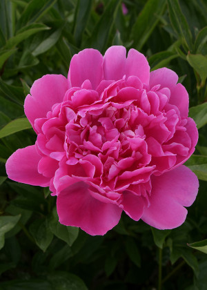 Piwonia 'Edulis Superba' (Paeonia lactiflora) sadzonka 3/5 oczek, różowe / w odcieniu różowym
