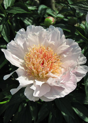 Piwonia 'Ewelina' (Paeonia lactiflora) sadzonka 5+ oczek, białe / w odcieniu białym