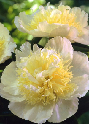Piwonia 'Honey Gold' (Paeonia lactiflora) sadzonka 3/5 oczek, białe / w odcieniu białym, żółte / w odcieniu żółtym, kwiaty dwubarwne