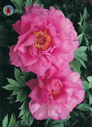 Piwonia ITOH 'First Arrival' (Paeonia ITOH hybrid) pojemnik C2 (doniczka okrągła 2 litrowa), różowe / w odcieniu różowym, fioletowe / w odcieniu fiole