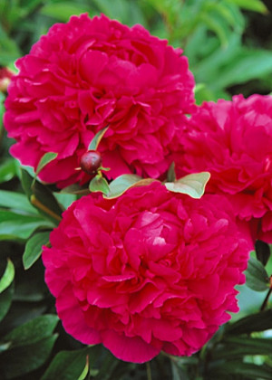 Piwonia 'Kanzas' (Paeonia lactiflora) pojemnik P11 (doniczka 11X11X12cm); 1 szt., czerwone / w odcieniu czerwonym